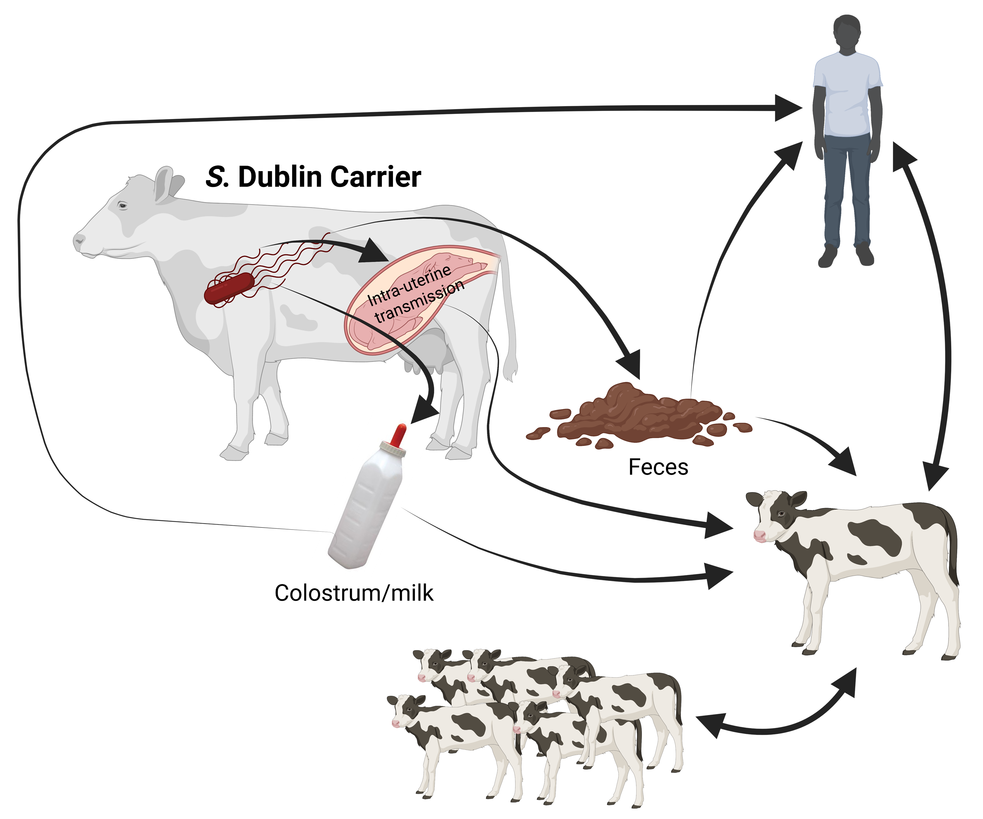 Figure2 ssdl25.png